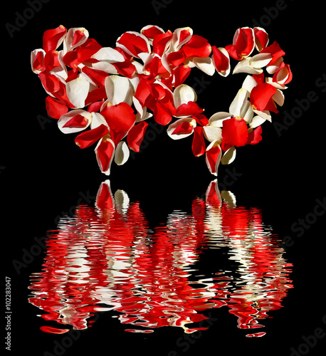 Dwa serca z płatków róż na białym tle z odbiciem w wodzie.Walentynki.Białe i czerwone płatki róż ułożone w kształcie serc.