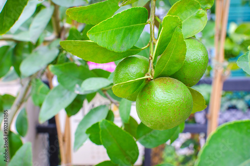 Wallpaper Mural Effects surface fresh lime on tree Torontodigital.ca