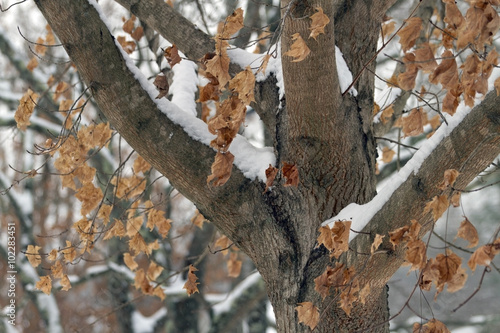 Obraz na płótnie Snow Covered Maple Tree Close Up