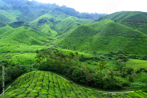 Tea Plantation Landscape photo