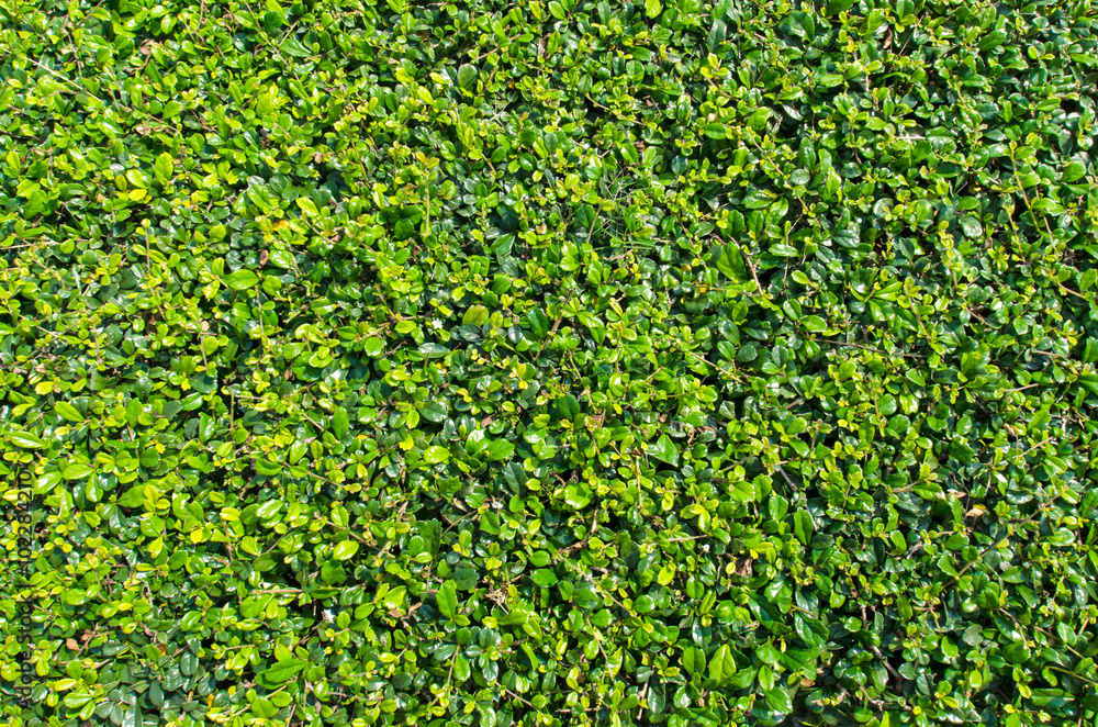 Green leaves wall background Green leaves wall background