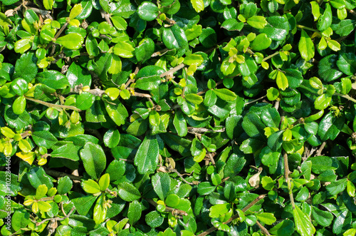 Close-up, green leaves wall background © n.ko.studios