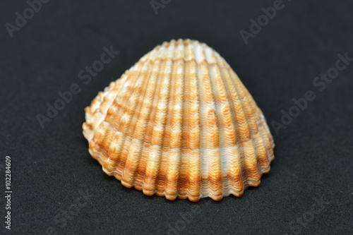 beach shells in black background isolated