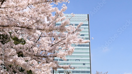 Blooming cherry blossoms in the center of Tokyo business district.