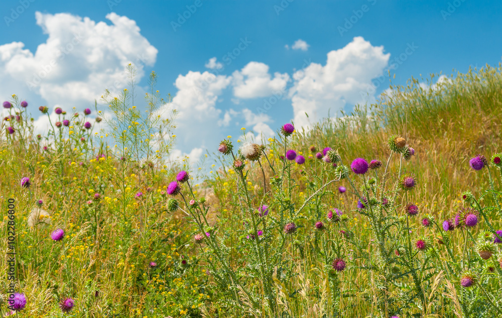 Field with wild thistles on a hill at summer time Field with wild thistles on a hill at summer time