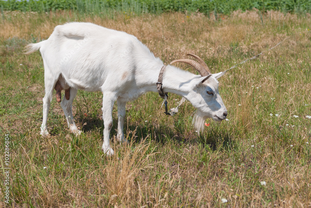 Outdoor portrait of white milk Ukrainian goat attached in wild summer pasture