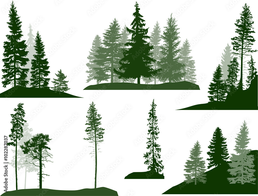 set of green pine and fir trees on white - obrazy, fototapety, plakaty 