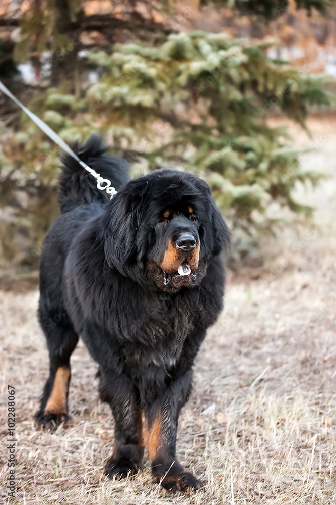 Fototapeta premium Tibetan mastiff