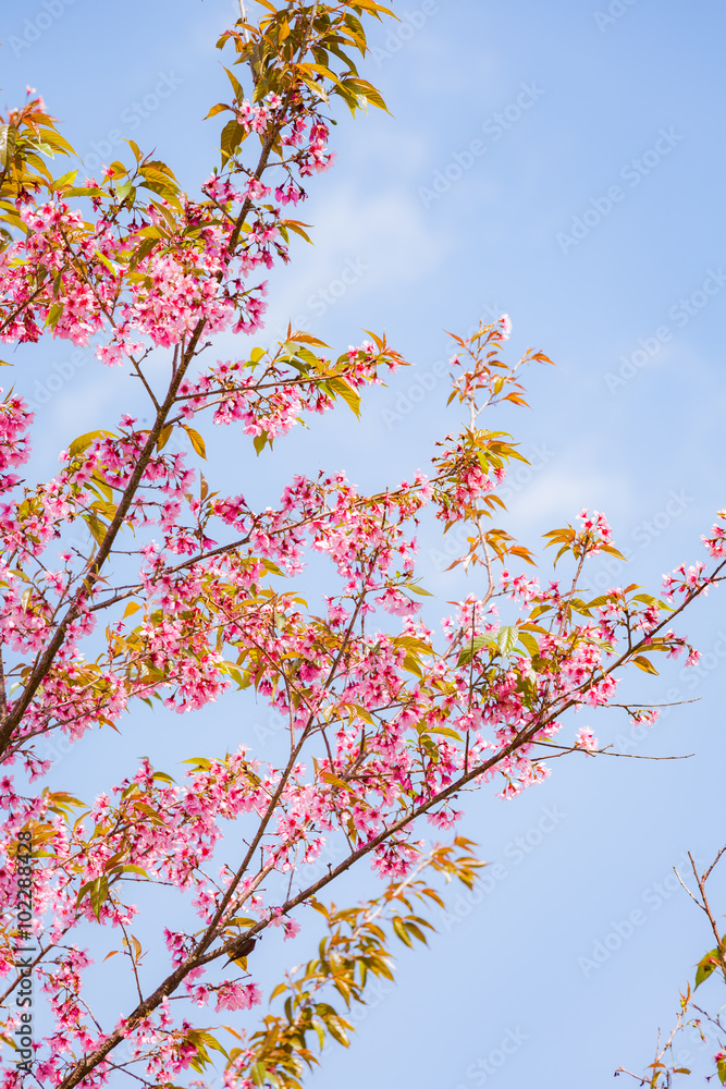 Wild Himalayan Cherry ( Prunus cerasoides ) ( Sakura in Thailand Wild Himalayan Cherry ( Prunus cerasoides ) ( Sakura in Thailand
