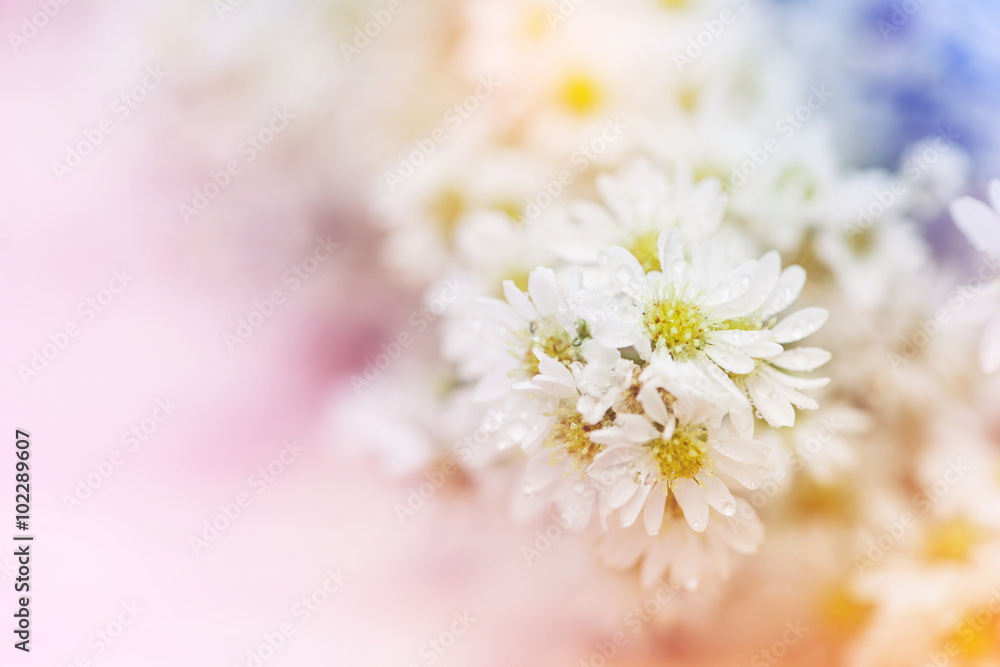 abstract white yellow flower Soft focus, Background