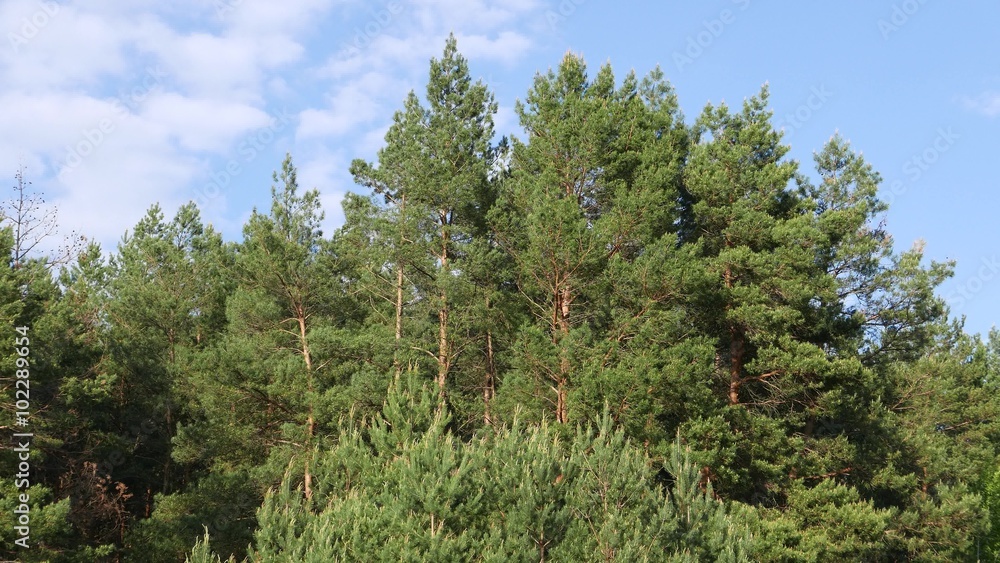 pine and spruce forest. Mixed forest, deciduous trees and pines pine and spruce forest. Mixed forest, deciduous trees and pines