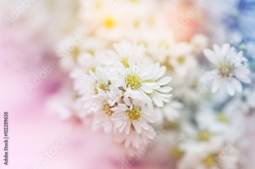 abstract white yellow flower Soft focus, Background