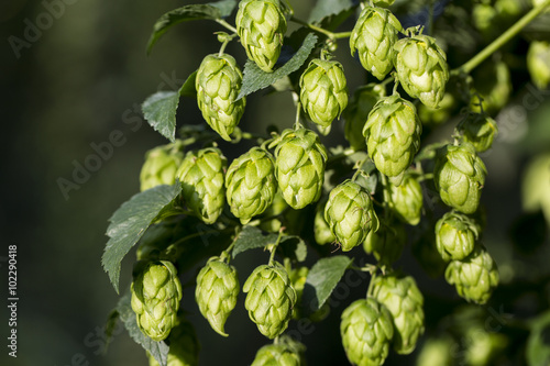 Hop cones organic raw ingredients for beer production.