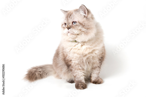 Persian Cat. white background