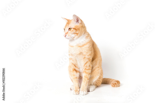 Orange little Cat on white background