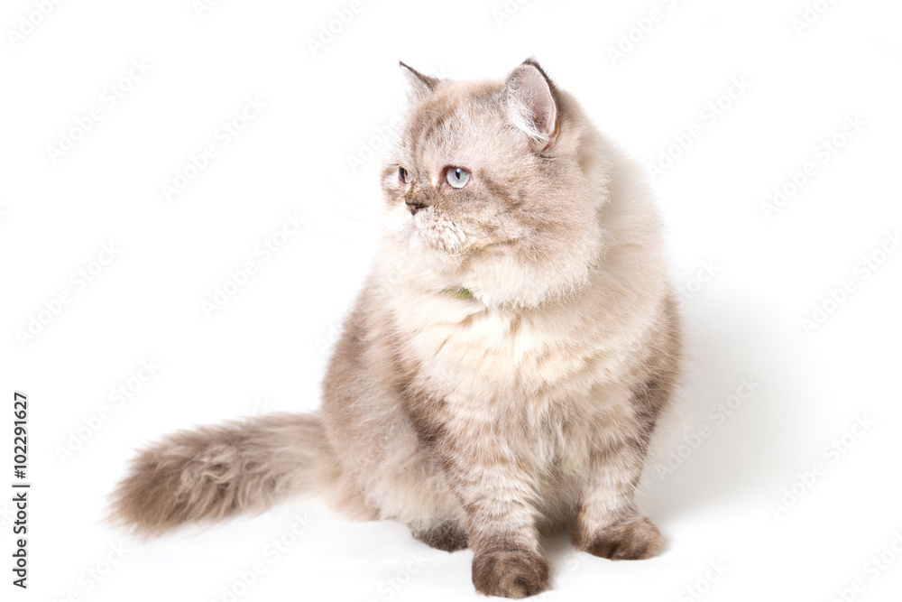Persian Cat. white background