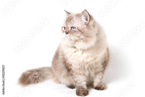 Persian Cat. white background