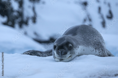 Leopard seal, Antarctica.