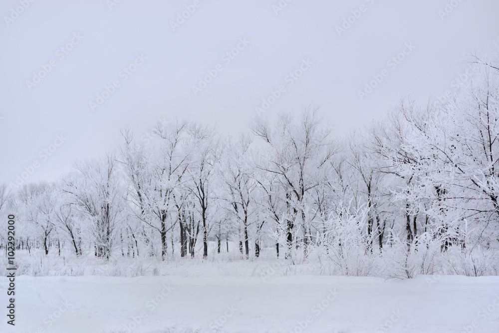 Frosty trees
