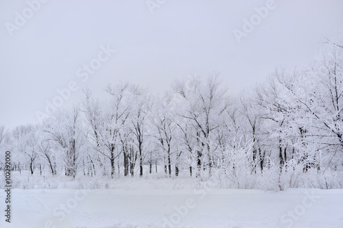 Frosty trees 
