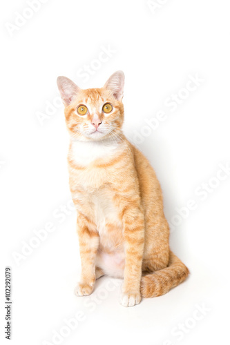 Orange little Cat on white background