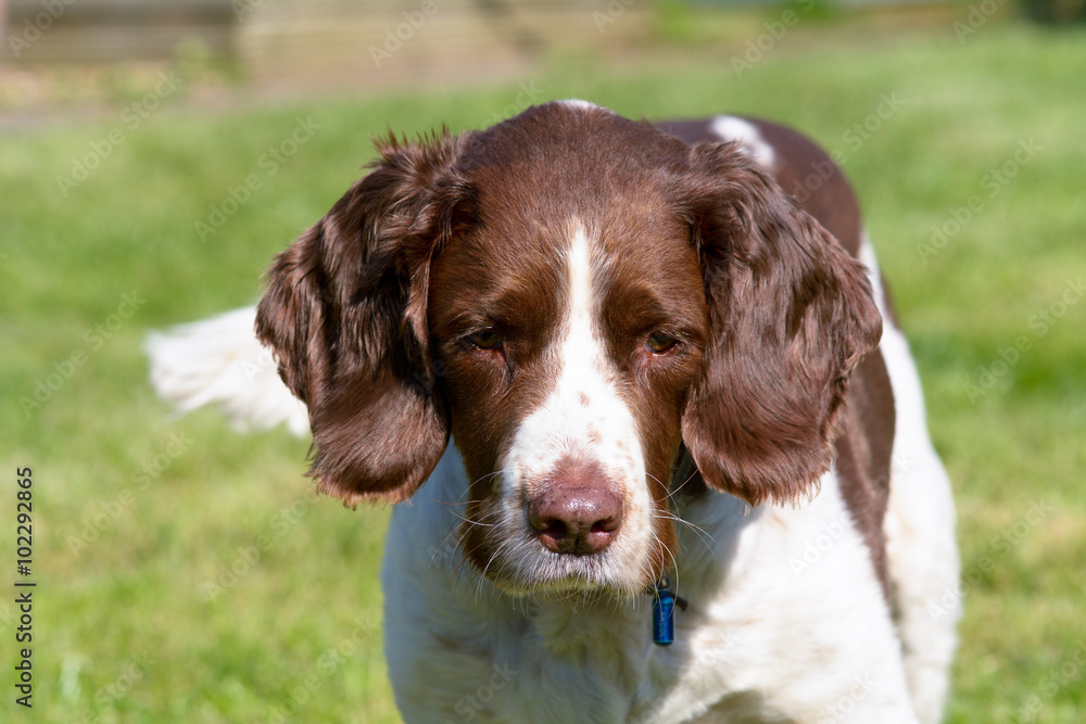 English springer spaniel dog portrait