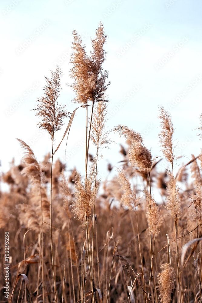 Fototapeta premium Dry reed. Abstract natural background.