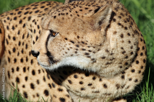 Photography Gepard (acinonyx jubatus). Südafrika