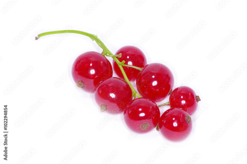 red currants on a white background red currants on a white background