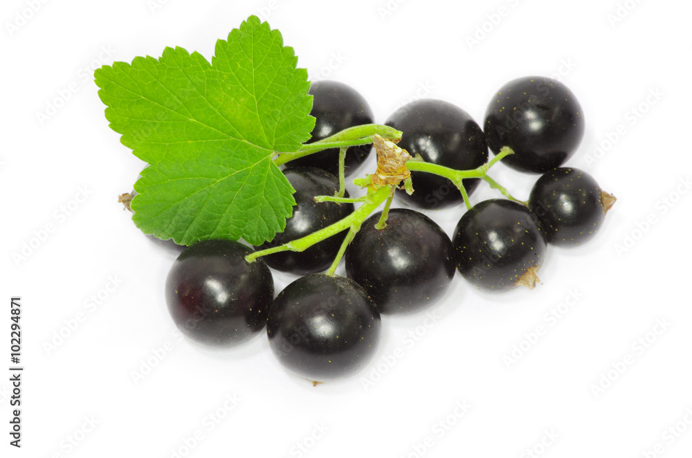 Fototapeta premium Black currant on the white background