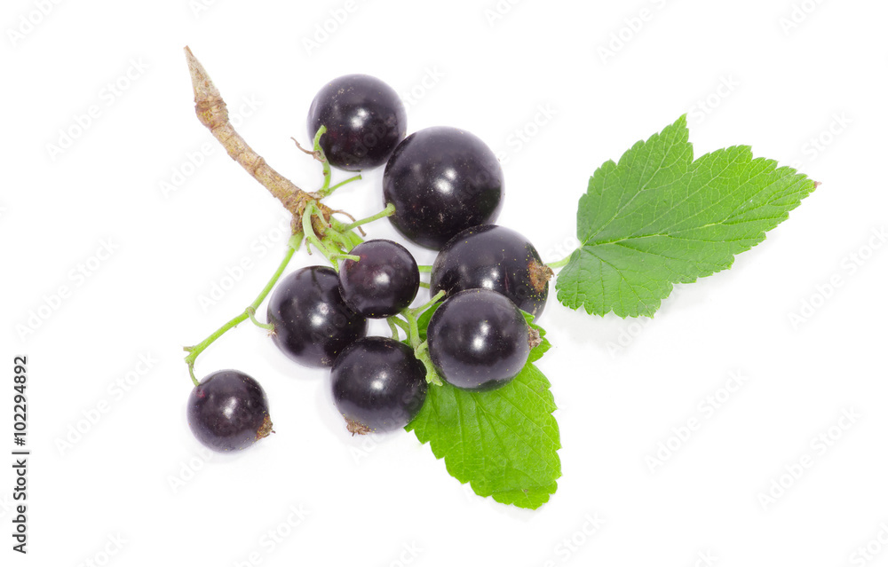 Black currant on the white background Black currant on the white background