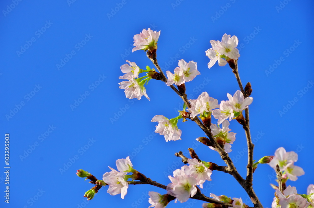桜の花びらと青空 桜の花びらと青空