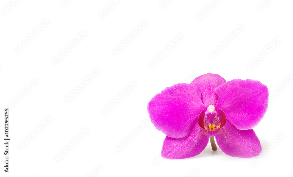 Obraz premium orchid flower, isolated