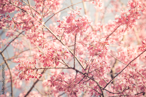 Vintage fillter of Sakura cherry blossom