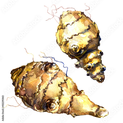 Topinambour, Jerusalem artichoke, sunroot, tubers