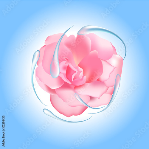 Pink rose, beautiful flower, illustration for packing, pink water, a live plant, the circular rotation of liquid, a blue background, a vector flower moistening means, a fragrant flower