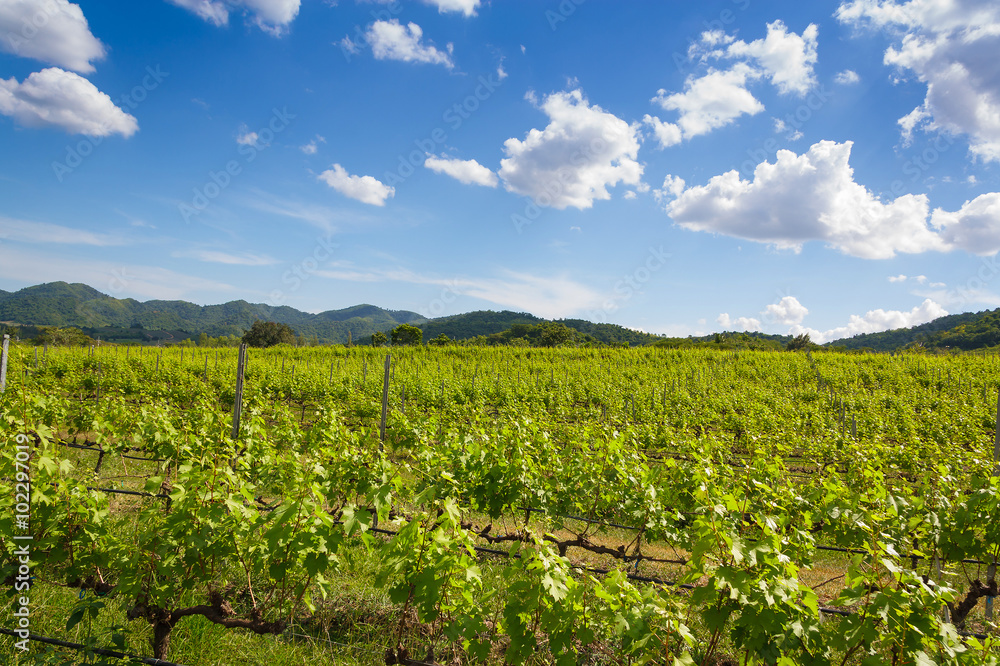 Obraz premium vineyard