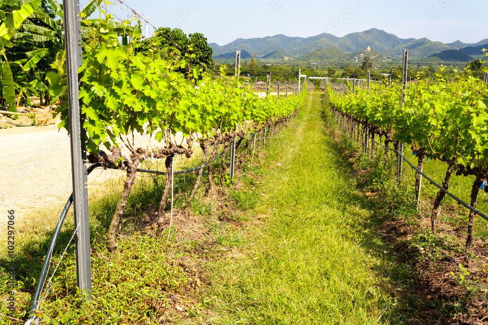vineyard in Huahin , Thauland 