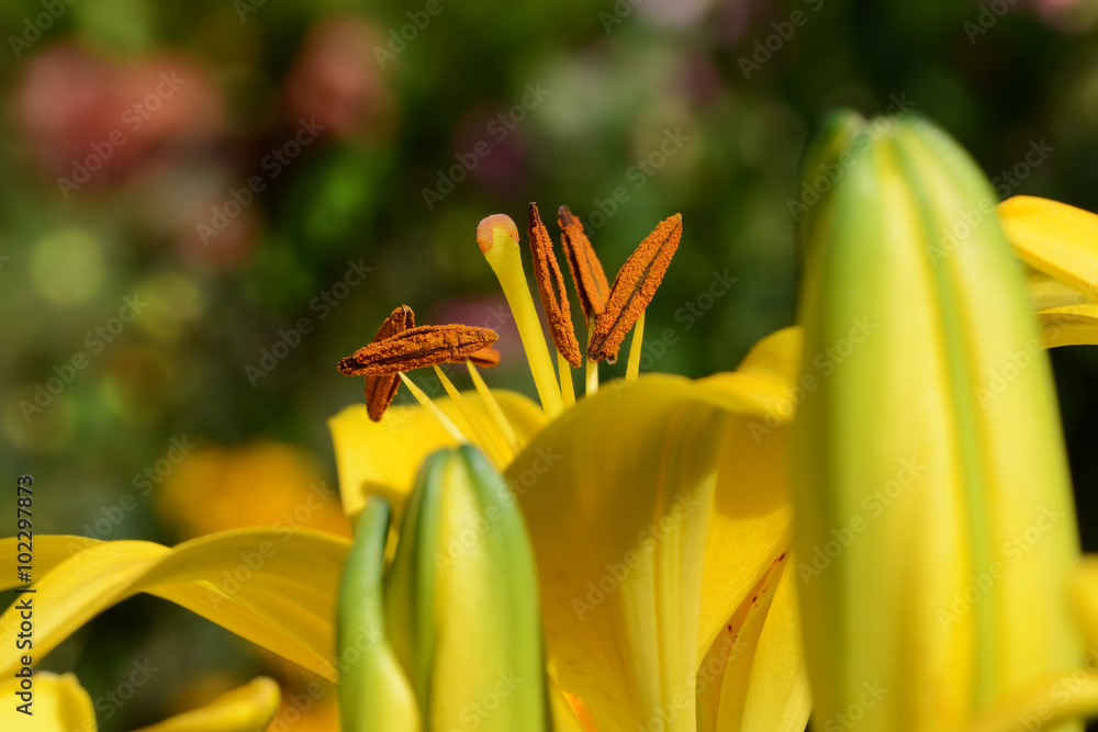 Obraz premium Blumen 469