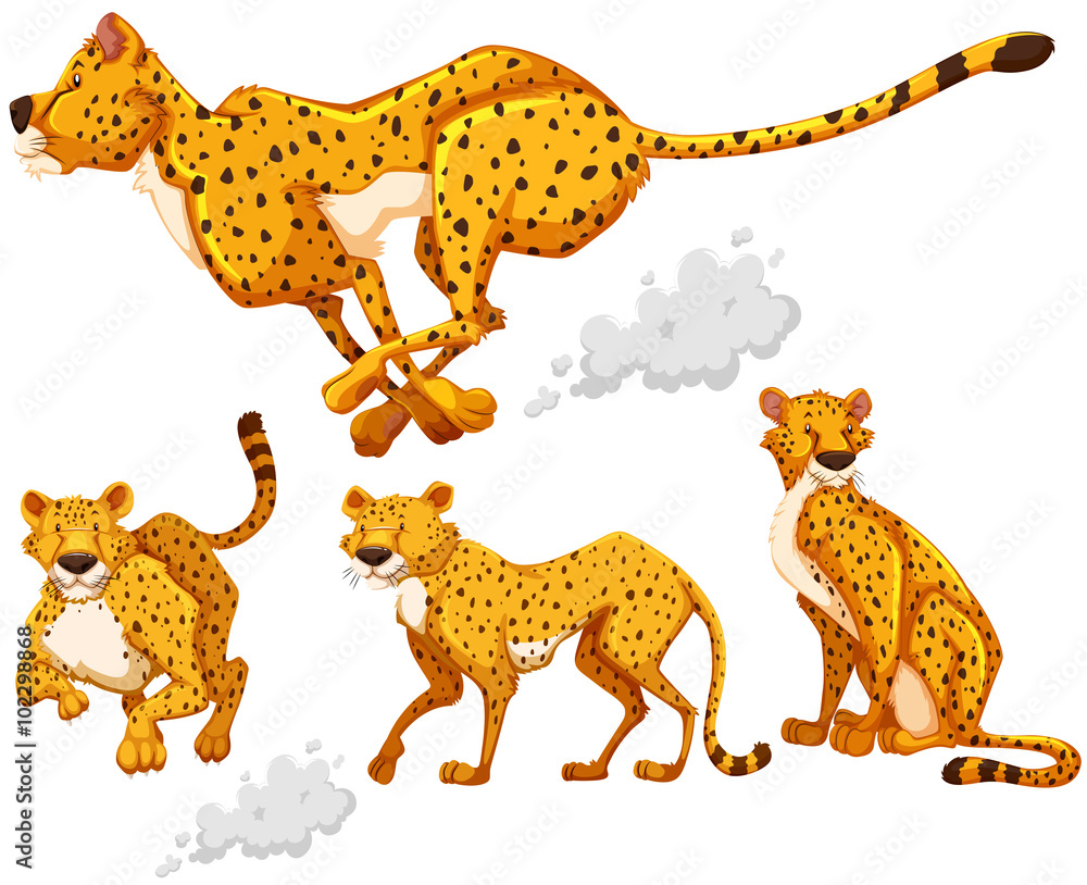 Obraz premium Cheetah in four different actions