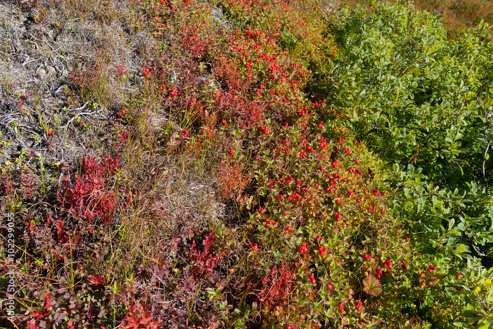North tundra vegetation