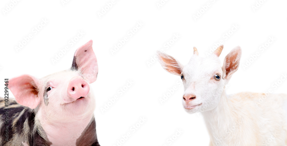 Portrait of funny piglet and goat Portrait of funny piglet and goat