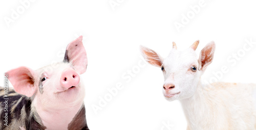 Portrait of funny piglet and goat