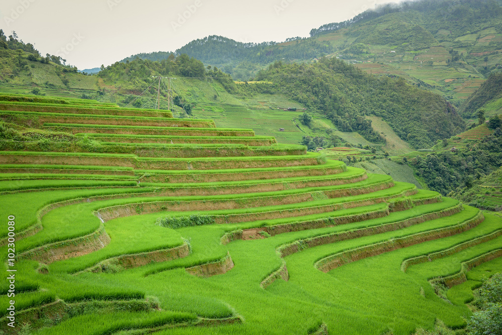 Rice field terraced in Mu Cang Chai, Vietnam