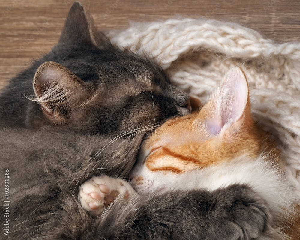 Love and tenderness. Big gray cat and a small cat sleeping ...