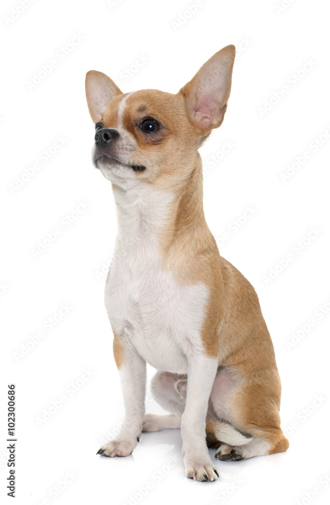 young male chihuahua
