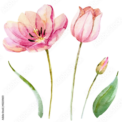 Watercolor vector spring flowers