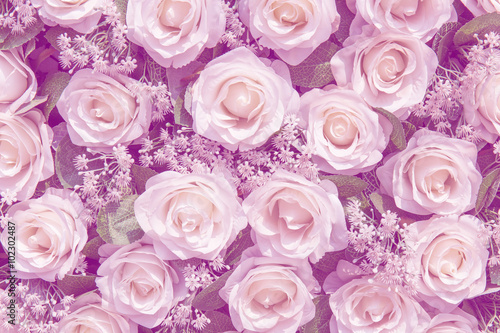 White roses as a background
