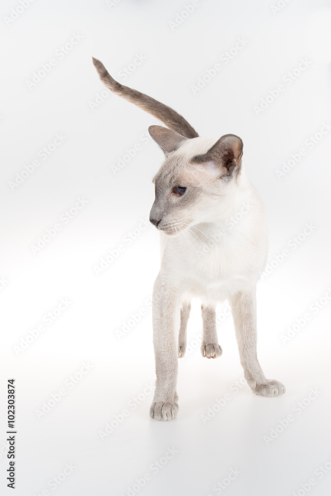 Oriental Blue-point siamese cat on a white background