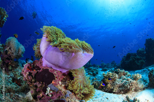 Sea anemone in the tropical coral reef 